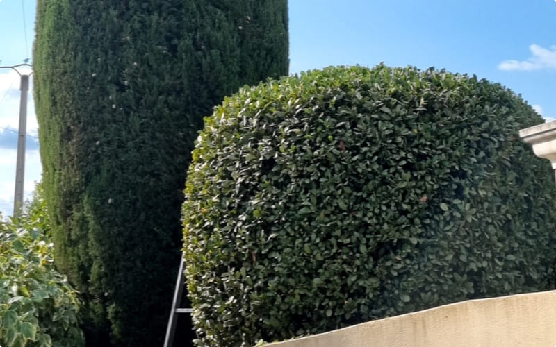 taille des arbres