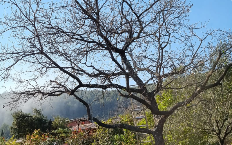 photo arbre avant elagage