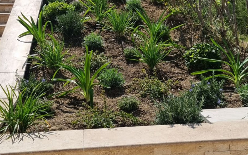 photo-plantation-de-vegetaux-7 photo du jardin apres plantation de vegetaux