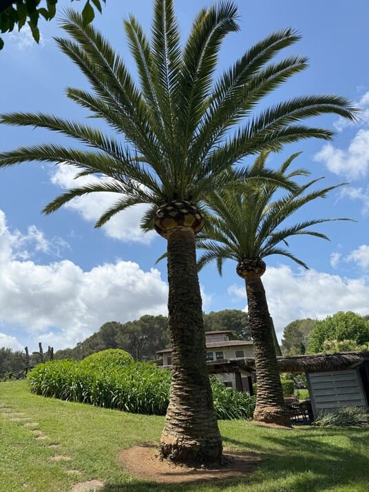 photo palmier realisation calderoni jardins