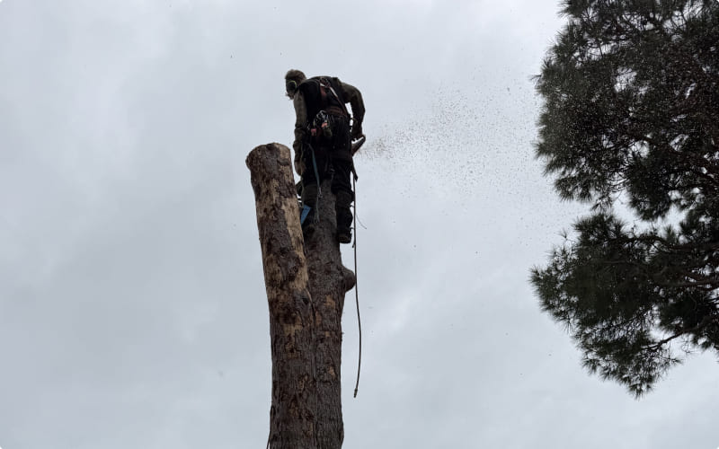 abattage souche et arbres