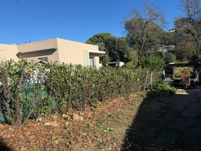Taille de haie de laurier cerise et broyage des branches