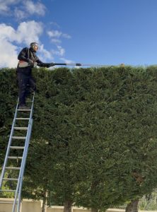 Taille de haie de cyprès à Valbonne