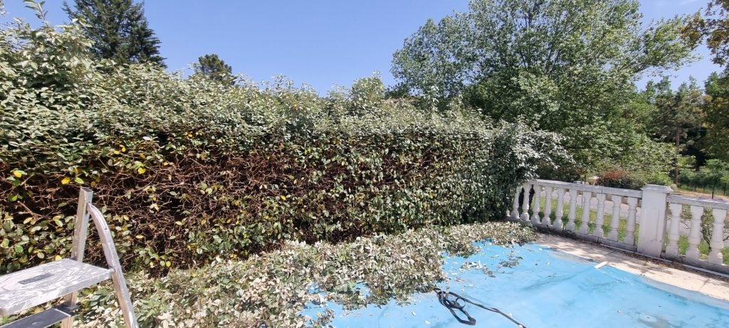 Taille de haie à Opio