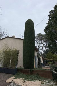 Taille de cyprès