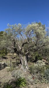 Taille d'olivier à Valbonne