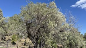 Taille d'olivier - Elagage