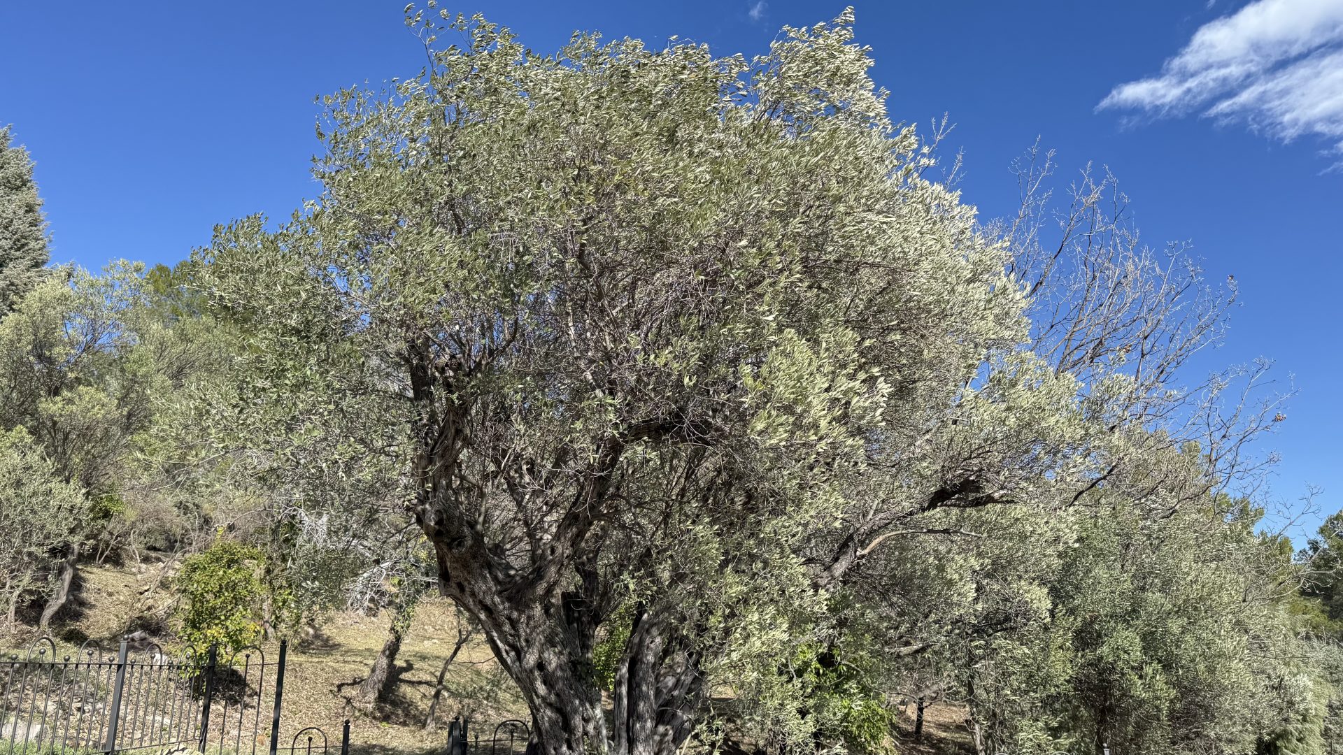 Taille d'olivier - Elagage