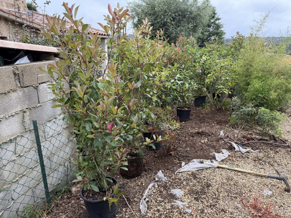 Plantation de Photinia à Mougins