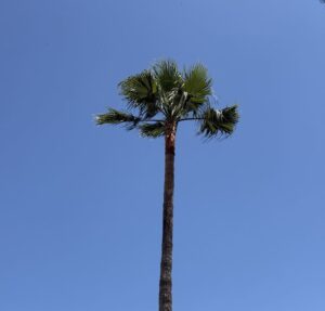 élagage d'un palmier à antibes