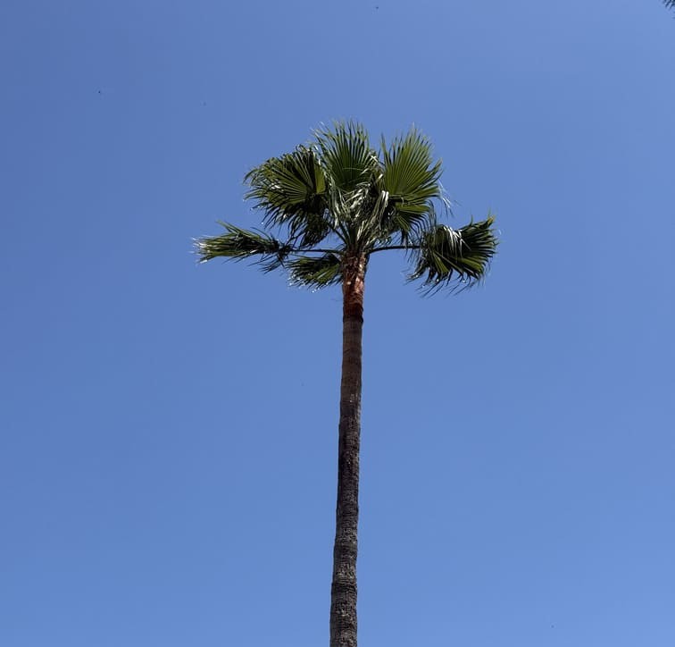 élagage d'un palmier à antibes