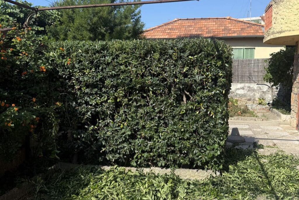 taille de haie de pittosporum a Antibes