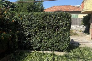 taille de haie de pittosporum a Antibes